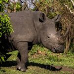 Rinocerontes Retornam ao Parque Nacional Kidepo Valley em Uganda Após 40 Anos