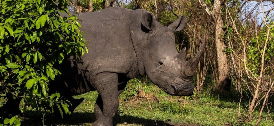 Rinocerontes Retornam ao Parque Nacional Kidepo Valley em Uganda Após 40 Anos
