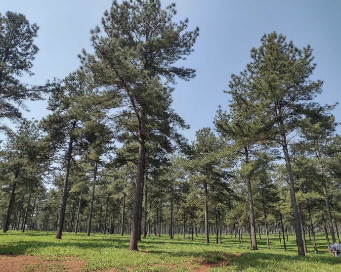 Florestas Plantadas: Solução Sustentável para a Indústria Madeireira