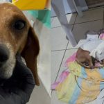 COMPANHIAS DE REIS farão apresentação especial na Praça Moura Andrade nesta quinta