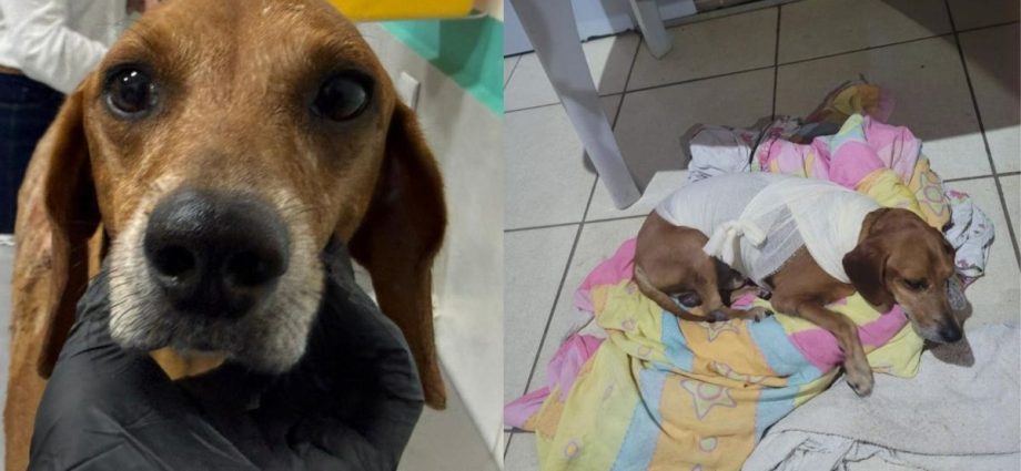 COMPANHIAS DE REIS farão apresentação especial na Praça Moura Andrade nesta quinta