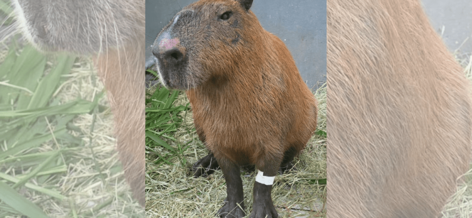 Capivara agredida no Rio de Janeiro apresenta melhora, mas pode perder visão