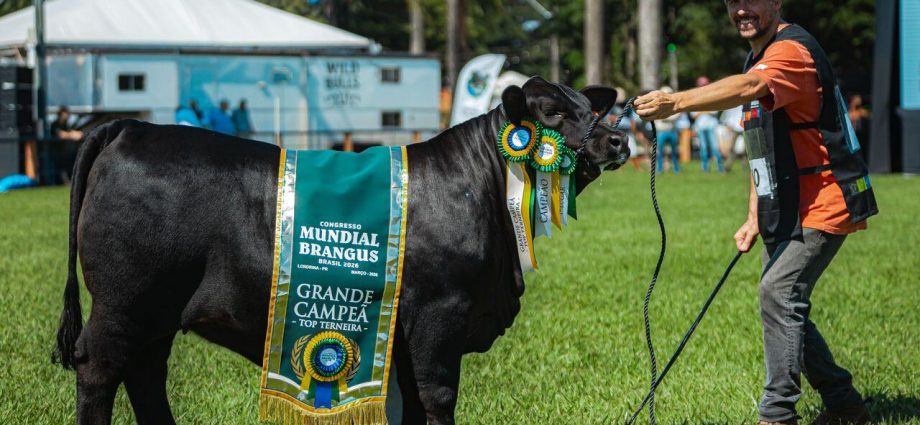 Mundial Brangus 2026: Gaúchos Dominam Competição com Genética de Alto Nível