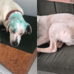 Universidade de SC Investiga Casos de Maus-Tratos a Animais Durante Trote