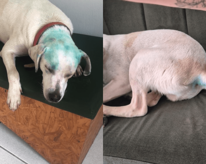 Universidade de SC Investiga Casos de Maus-Tratos a Animais Durante Trote