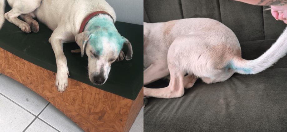 Universidade de SC Investiga Casos de Maus-Tratos a Animais Durante Trote