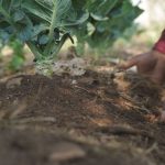 Paulo Teixeira Lança Investimento de R$ 150 Milhões para a Agricultura Familiar