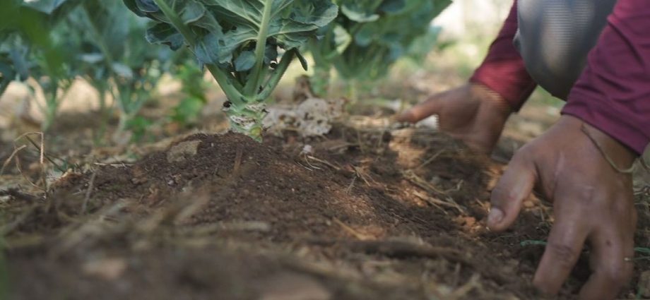 Paulo Teixeira Lança Investimento de R$ 150 Milhões para a Agricultura Familiar