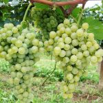 A Revolução dos Vinhos de Inverno no Centro-Oeste Brasileiro