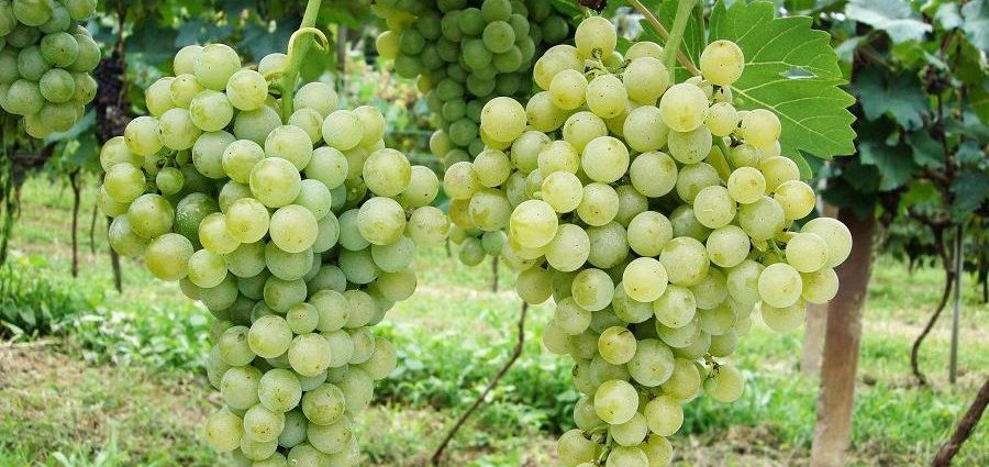 A Revolução dos Vinhos de Inverno no Centro-Oeste Brasileiro