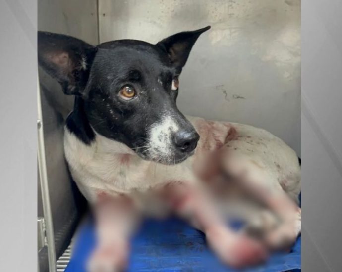 Aumento Alarmante de Maus-Tratos a Animais no Rio de Janeiro