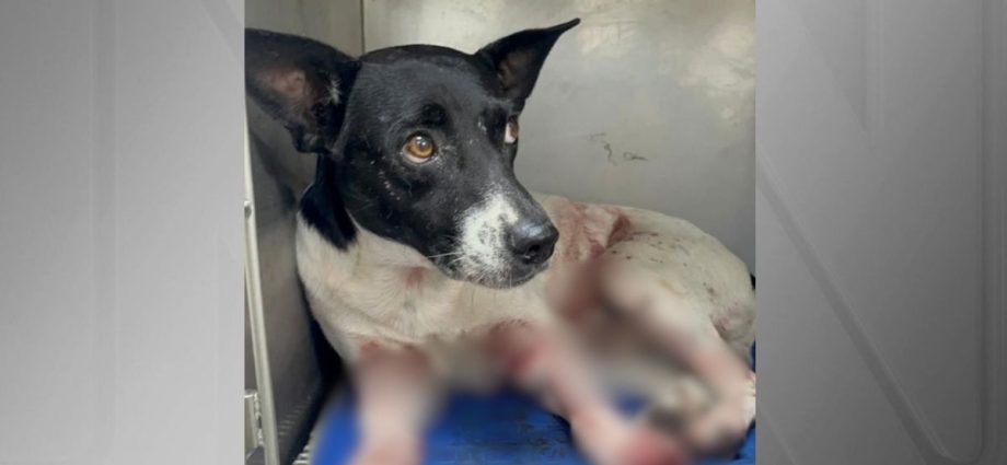 Aumento Alarmante de Maus-Tratos a Animais no Rio de Janeiro