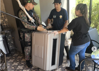 PMA Resgata Macaco-Prego em Residência de Campo Grande