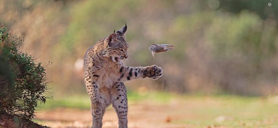 Lince-Ibérico Brincando com Presa Conquista Prêmio de Fotografia de Vida Selvagem