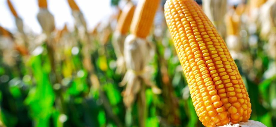 Situação da Umidade do Solo e Expectativas para o Milho Safrinha no Brasil