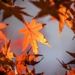 Outono: Simbologia e Introspecção na Estação da Transição