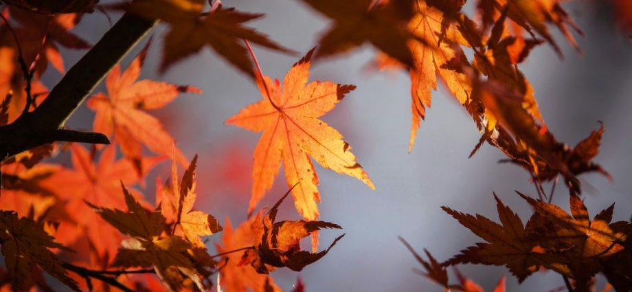 Outono: Simbologia e Introspecção na Estação da Transição