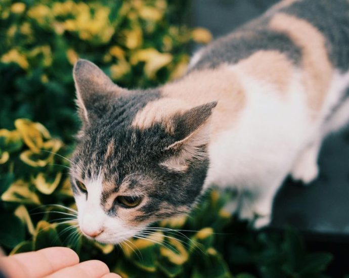 A Simpatia dos Gatos: Entenda a Trend que Promete Prosperidade