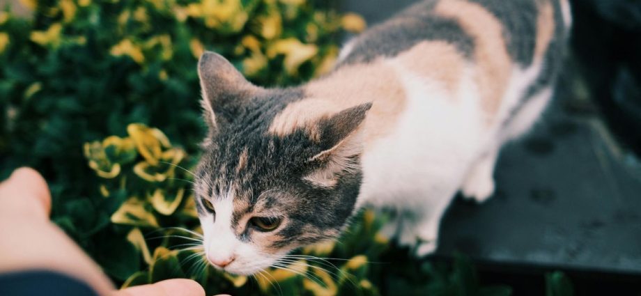 A Simpatia dos Gatos: Entenda a Trend que Promete Prosperidade