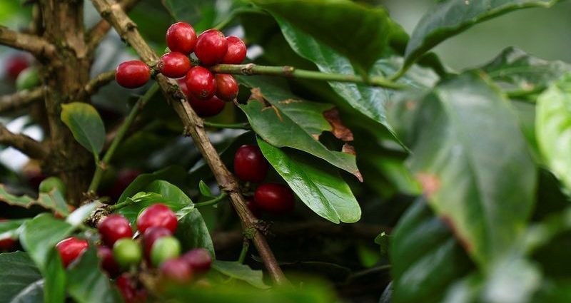 Queda nos Preços do Café: Expectativas de Safra Recorde no Brasil