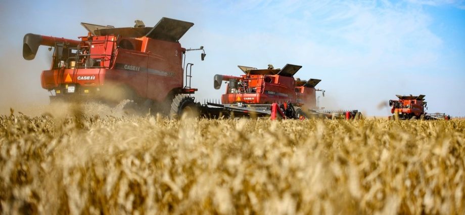 Aumento nas Exportações de Trigo da Rússia para o Sudão