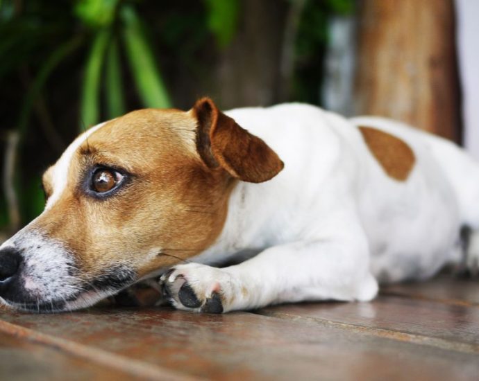 Ansiedade de Separação em Animais de Estimação: Como Ajudar Seu Pet