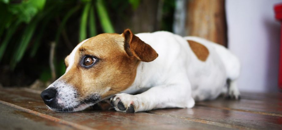 Ansiedade de Separação em Animais de Estimação: Como Ajudar Seu Pet