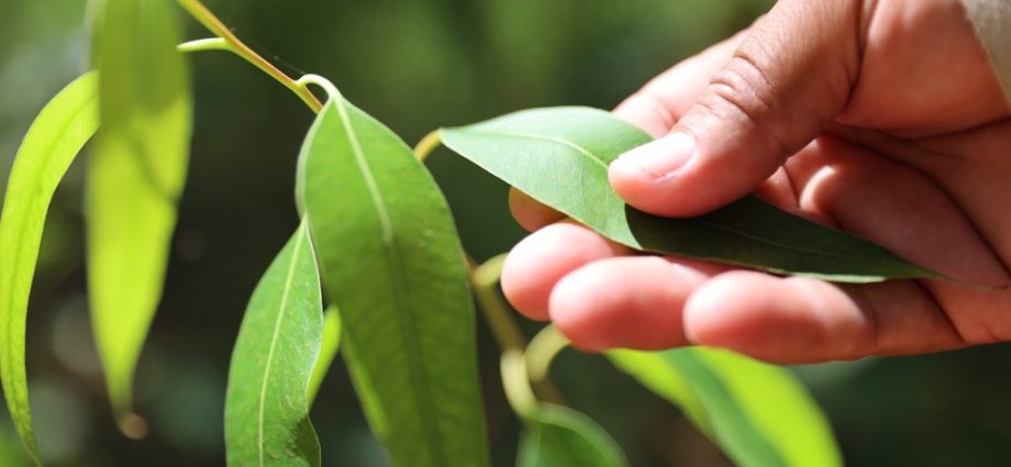 Bracell divulga Relatório de Sustentabilidade 2025 com avanços significativos