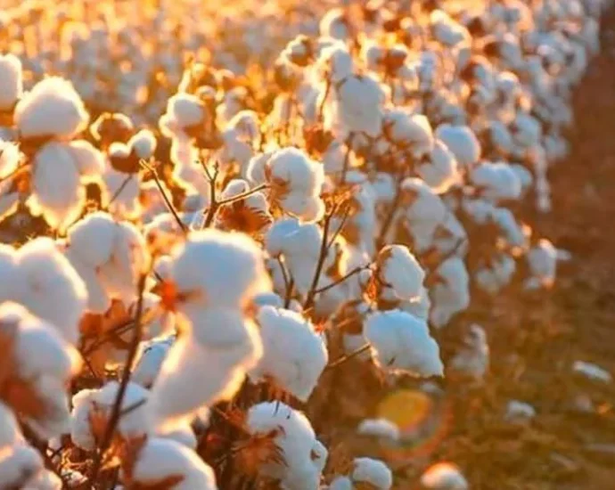 Rastreabilidade do Algodão Brasileiro: De Campo a Consumidor Final