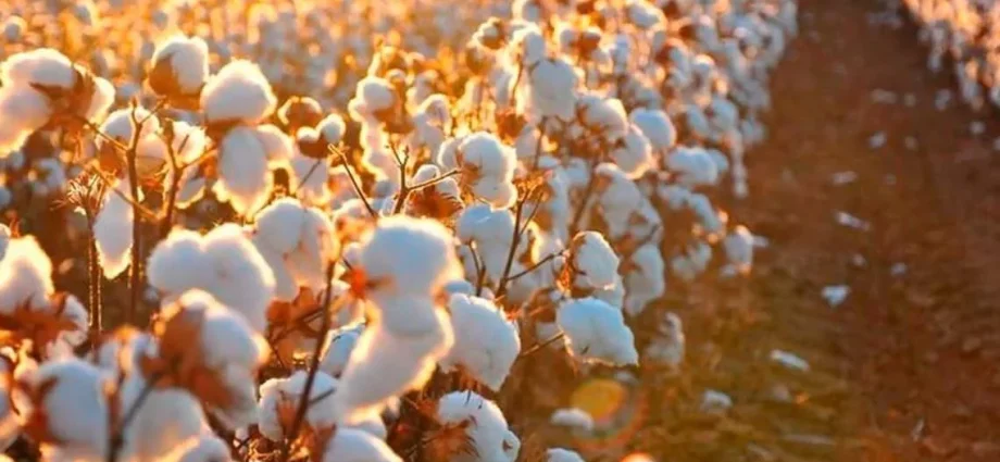 Rastreabilidade do Algodão Brasileiro: De Campo a Consumidor Final