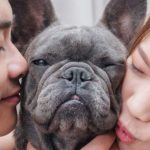 Novas Regras sobre Guarda Compartilhada de Animais em Casos de Divórcio