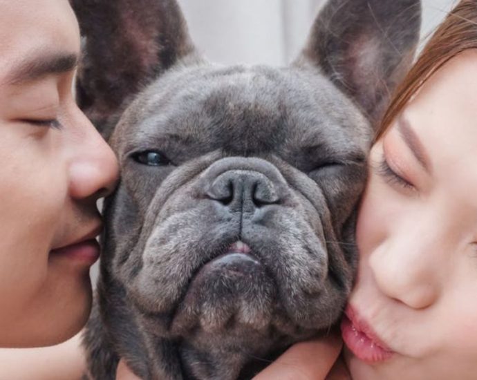 Novas Regras sobre Guarda Compartilhada de Animais em Casos de Divórcio