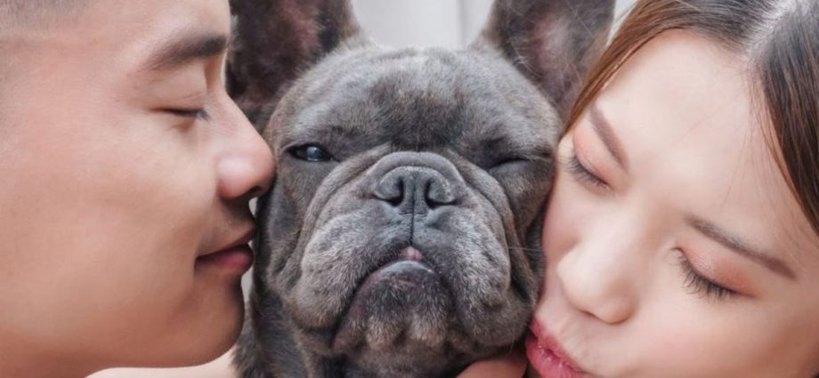 Novas Regras sobre Guarda Compartilhada de Animais em Casos de Divórcio