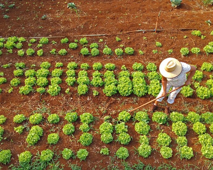 Agraer Amplia Acesso ao Crédito Rural para Agricultores Familiares