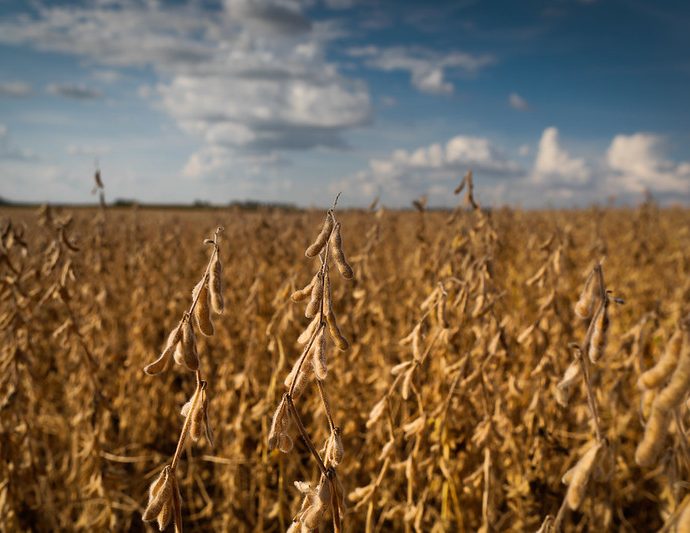 Período Crítico na Produção de Soja: Doenças de Final de Ciclo podem Causar Perdas Significativas
