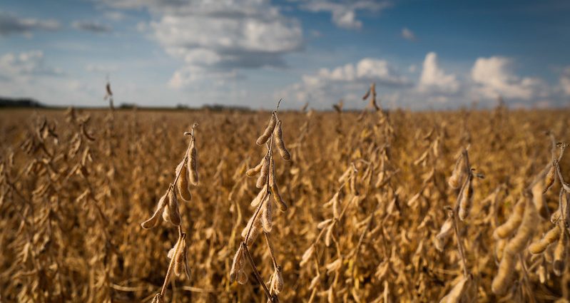 Período Crítico na Produção de Soja: Doenças de Final de Ciclo podem Causar Perdas Significativas