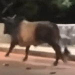 Touro escapa de festa no Espírito Santo e é capturado em Minas Gerais