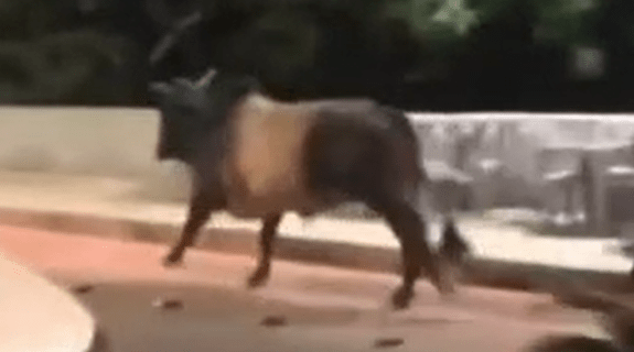 Touro escapa de festa no Espírito Santo e é capturado em Minas Gerais