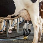 Projeto de Lei Proíbe Compra de Leite Importado por Órgãos Públicos