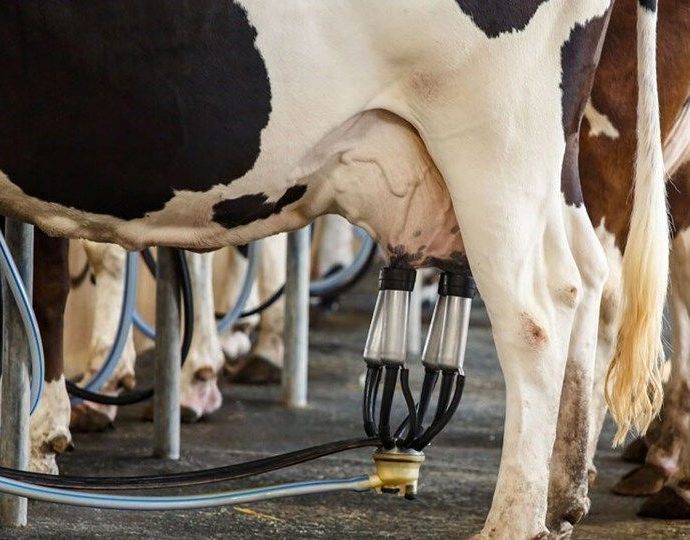 Projeto de Lei Proíbe Compra de Leite Importado por Órgãos Públicos