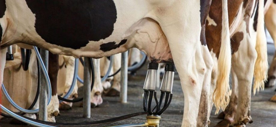 Projeto de Lei Proíbe Compra de Leite Importado por Órgãos Públicos