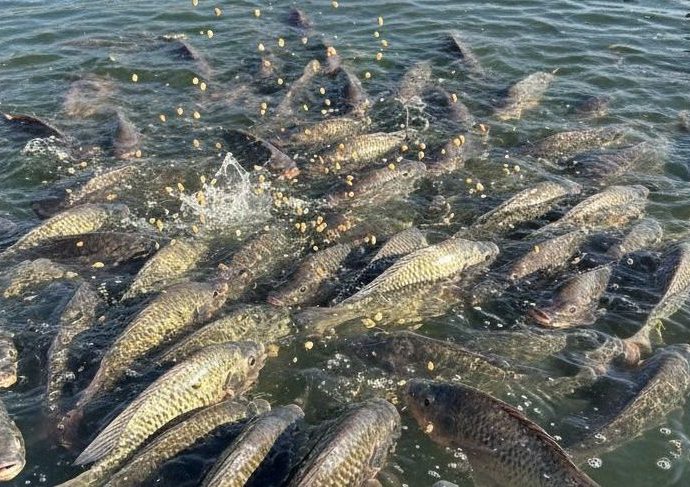 Peixe BR celebra aprovação de projeto que moderniza a legislação da aquicultura
