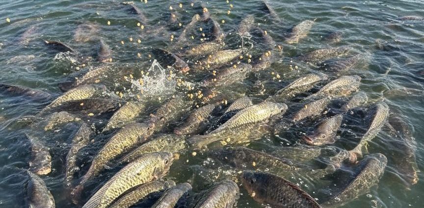 Peixe BR celebra aprovação de projeto que moderniza a legislação da aquicultura