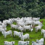 Arroba do boi gordo atinge US$ 70, nível não visto desde 2022