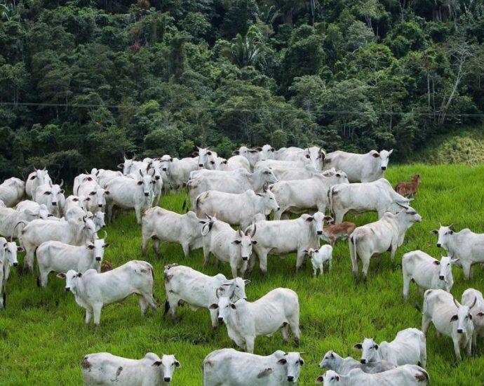 Arroba do boi gordo atinge US$ 70, nível não visto desde 2022