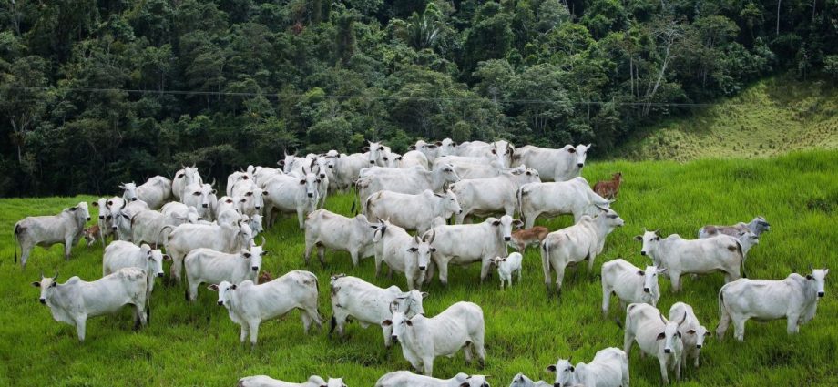 Arroba do boi gordo atinge US$ 70, nível não visto desde 2022