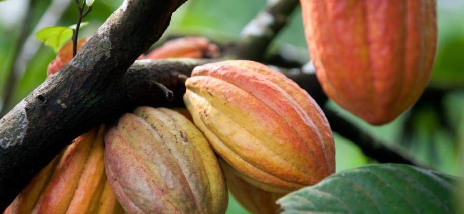 Hospital do GRAACC arrecada R$10 milhões em leilão de Páscoa