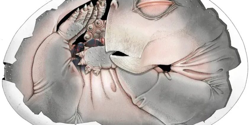 Descoberta de Fóssil Revela Ancestral de Mamífero que Colocava Ovos