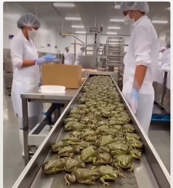 Produção de Linguiças: Um Olhar Detalhado sobre o Processo de Fabricação