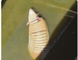 Polícia Militar Ambiental resgata tatu-peba em Campo Grande